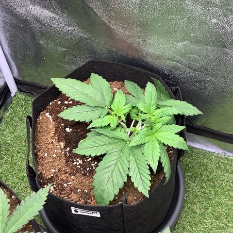 Purple Lemonade🍇 #1 growlog timeline photo