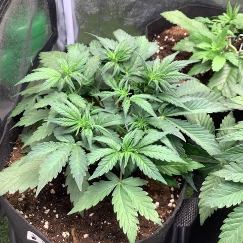 LSD-25💊🧬 #1 growlog timeline photo