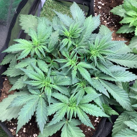 LSD-25💊🧬 #1 growlog timeline photo