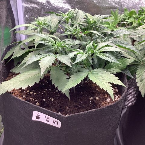 LSD-25💊🧬 #1 growlog timeline photo