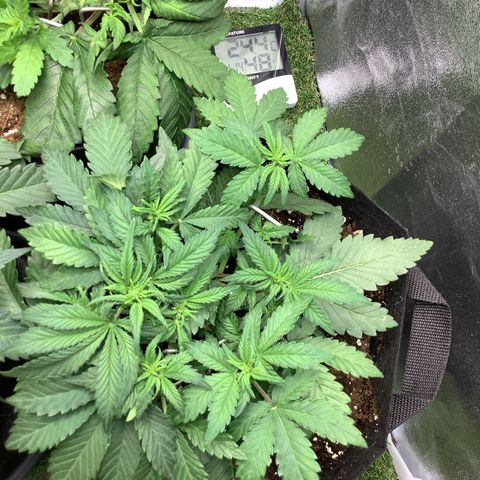 LSD-25💊🧬 #2 growlog timeline photo