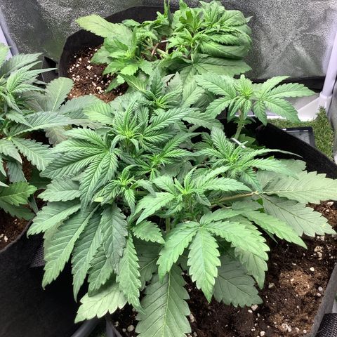 LSD-25💊🧬 #2 growlog timeline photo