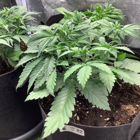 LSD-25💊🧬 #2 growlog timeline photo