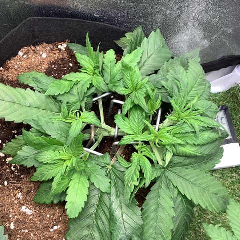 Purple Lemonade🍇 #1 growlog timeline photo