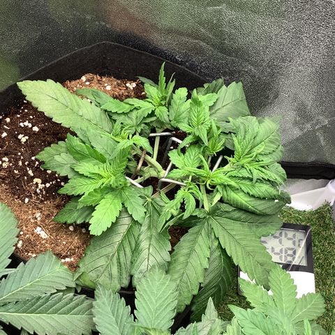 Purple Lemonade🍇 #1 growlog timeline photo