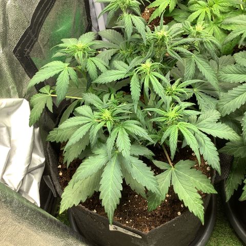LSD-25💊🧬 #1 growlog timeline photo