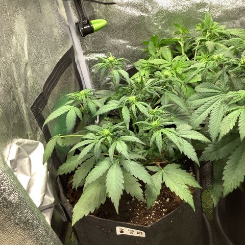 LSD-25💊🧬 #1 growlog timeline photo