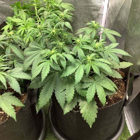 LSD-25💊🧬 #2 growlog timeline photo