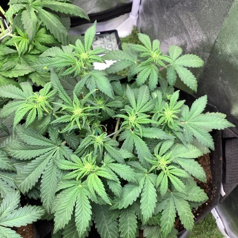 LSD-25💊🧬 #2 growlog timeline photo