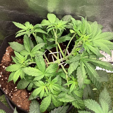 Purple Lemonade🍇 #1 growlog timeline photo