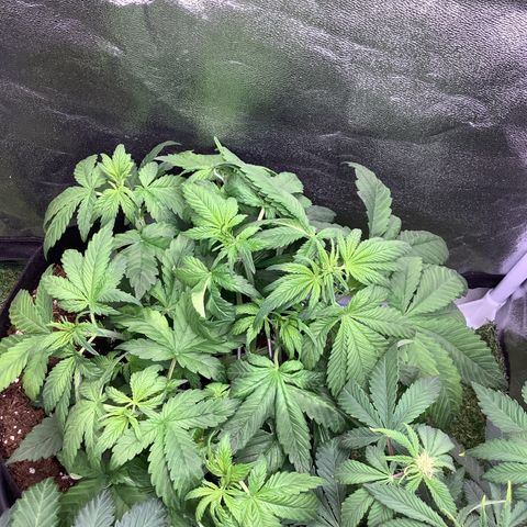 Purple Lemonade🍇 #1 growlog timeline photo