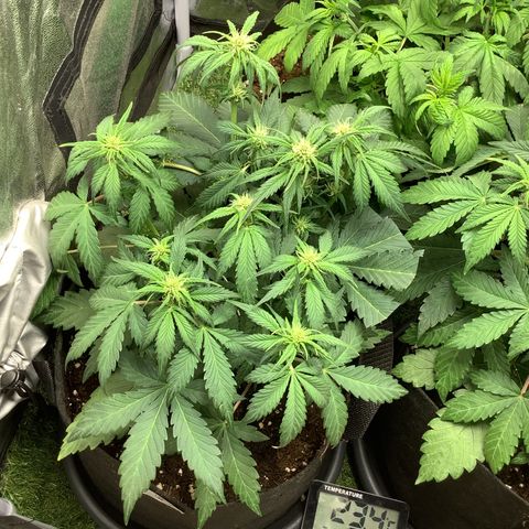 LSD-25💊🧬 #1 growlog timeline photo