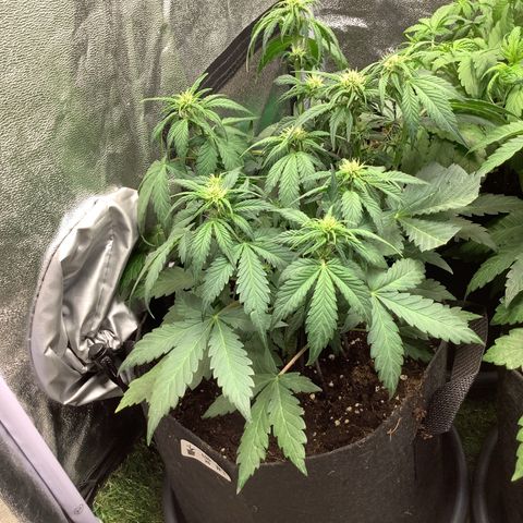LSD-25💊🧬 #1 growlog timeline photo