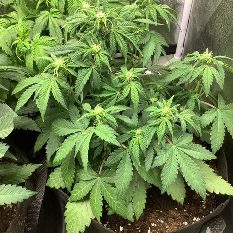 LSD-25💊🧬 #2 growlog timeline photo