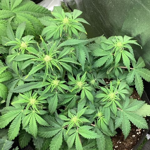 LSD-25💊🧬 #2 growlog timeline photo