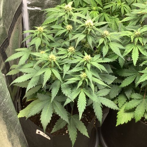 LSD-25💊🧬 #1 growlog timeline photo