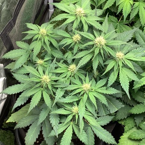 LSD-25💊🧬 #1 growlog timeline photo