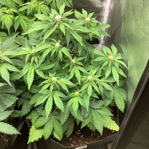 LSD-25💊🧬 #2 growlog timeline photo