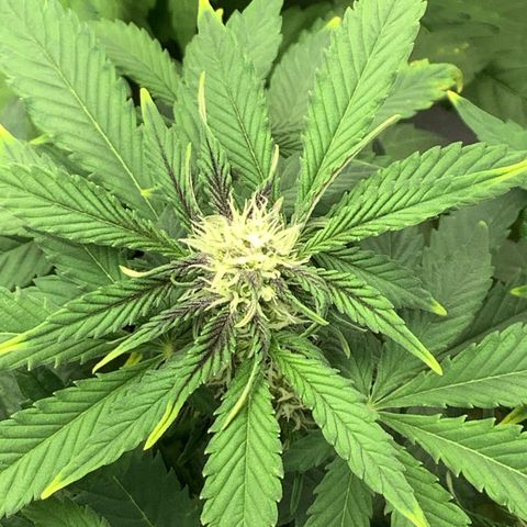 LSD-25💊🧬 #2 growlog timeline photo