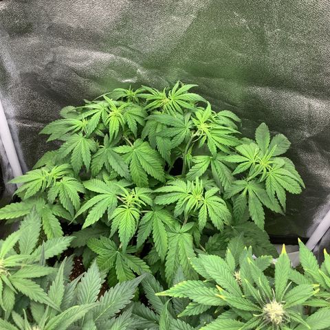 Purple Lemonade🍇 #1 growlog timeline photo
