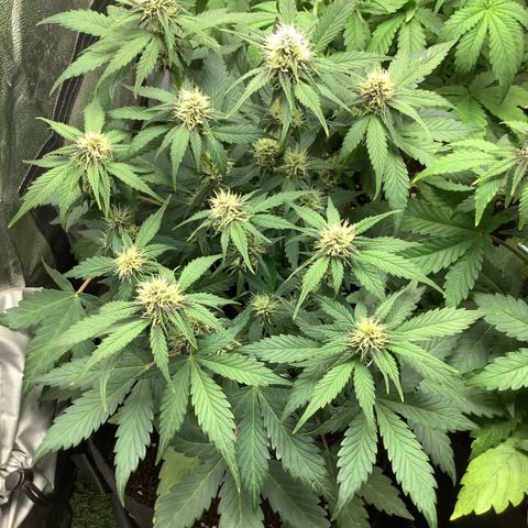 LSD-25💊🧬 #1 growlog timeline photo