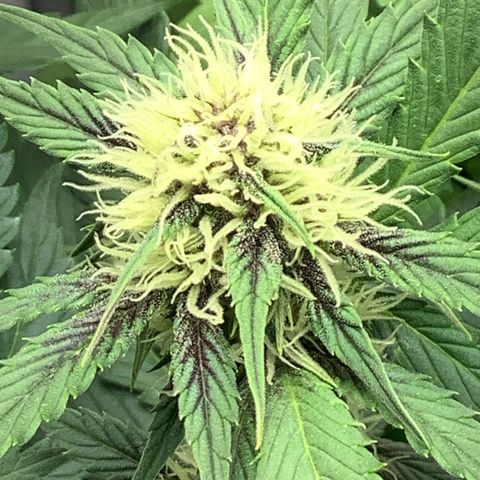 LSD-25💊🧬 #1 growlog timeline photo
