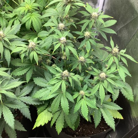 LSD-25💊🧬 #2 growlog timeline photo
