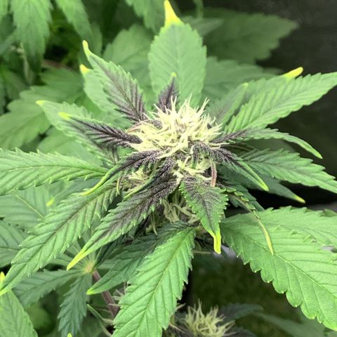 LSD-25💊🧬 #2 growlog timeline photo