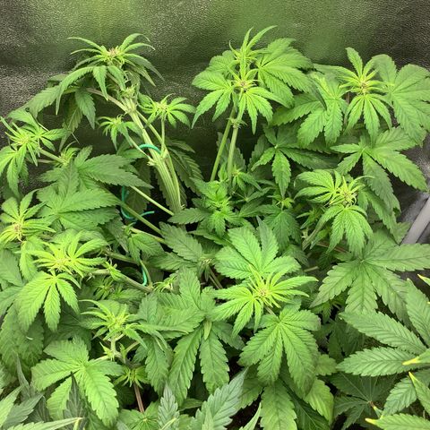 Purple Lemonade🍇 #1 growlog timeline photo
