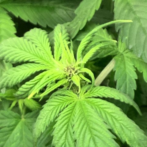 Purple Lemonade🍇 #1 growlog timeline photo