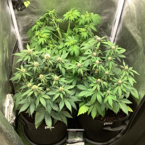 Purple Lemonade🍇 #1 growlog timeline photo