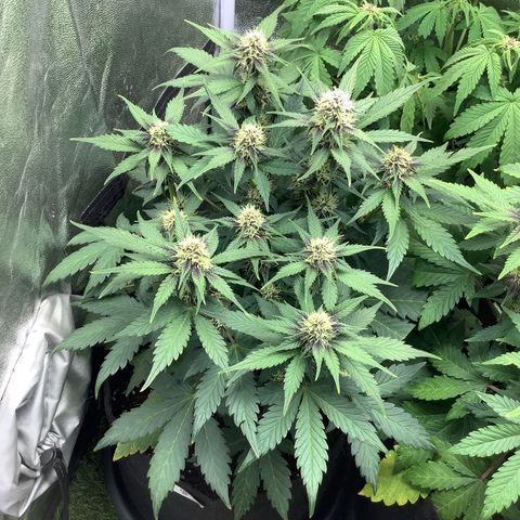 LSD-25💊🧬 #1 growlog timeline photo
