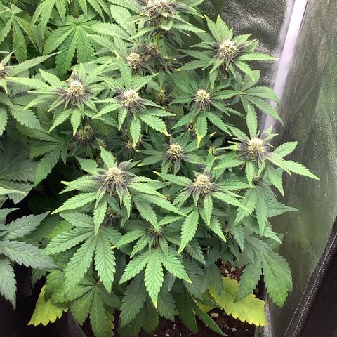 LSD-25💊🧬 #2 growlog timeline photo