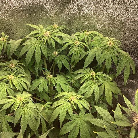 Purple Lemonade🍇 #1 growlog timeline photo