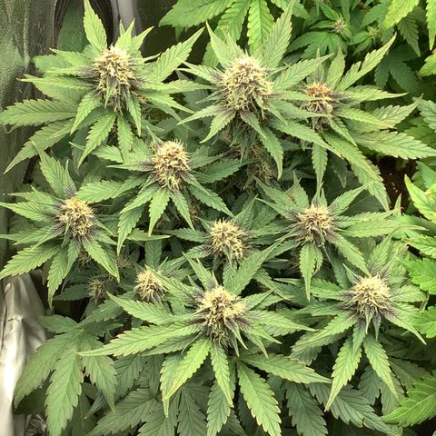 LSD-25💊🧬 #1 growlog timeline photo