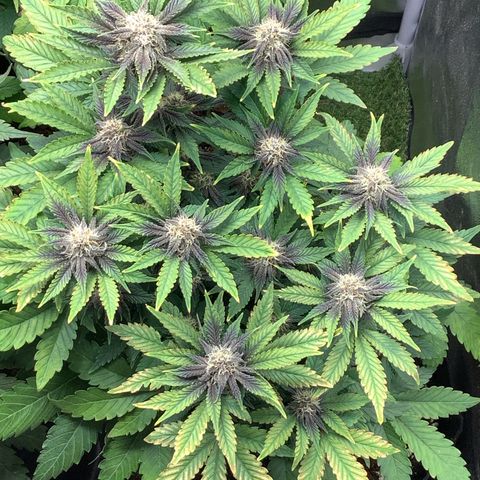 LSD-25💊🧬 #2 growlog timeline photo