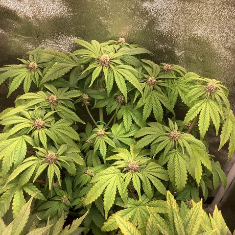 Purple Lemonade🍇 #1 growlog timeline photo
