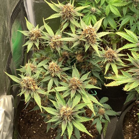 LSD-25💊🧬 #1 growlog timeline photo