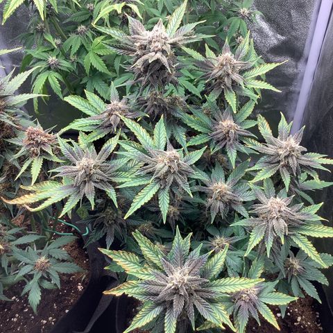 LSD-25💊🧬 #2 growlog timeline photo