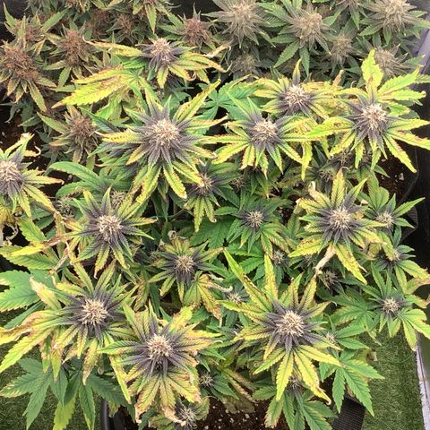 Purple Lemonade🍇 #1 growlog timeline photo