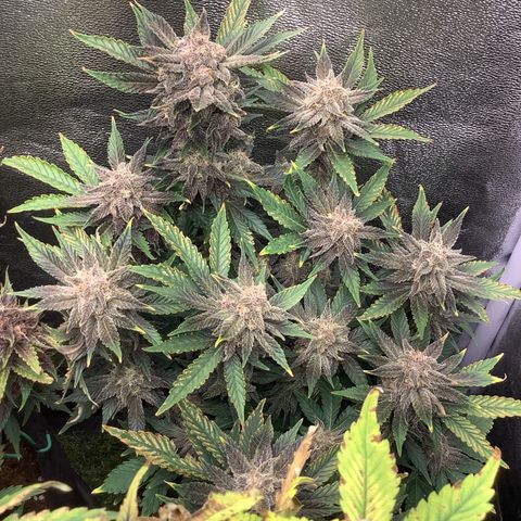 LSD-25💊🧬 #2 growlog timeline photo