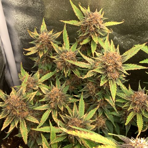 LSD-25💊🧬 #1 growlog timeline photo