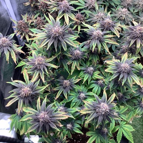 Purple Lemonade🍇 #1 growlog photo: 1l Only Water p.H 6.2
