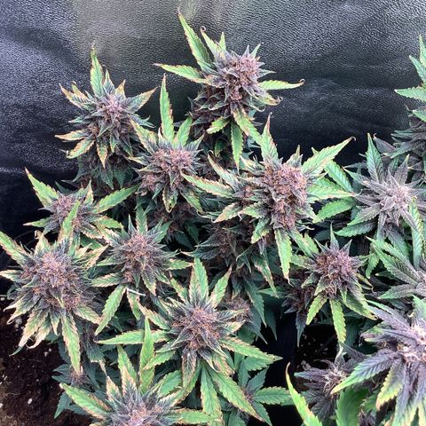 LSD-25💊🧬 #1 growlog timeline photo