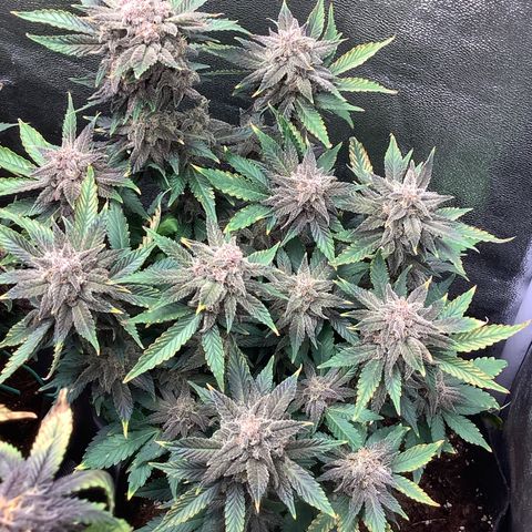 LSD-25💊🧬 #2 growlog timeline photo