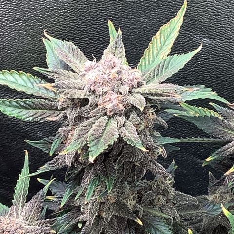 LSD-25💊🧬 #2 growlog timeline photo