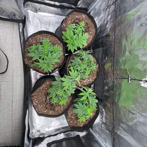 Runtz #1 growlog timeline photo