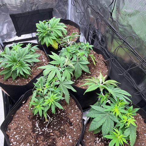 Runtz #1 growlog timeline photo