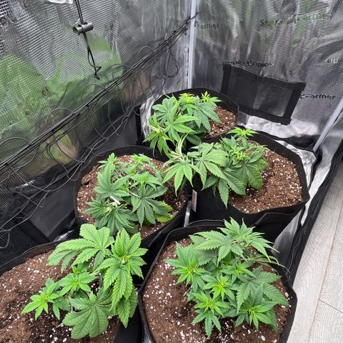 Runtz #1 growlog timeline photo
