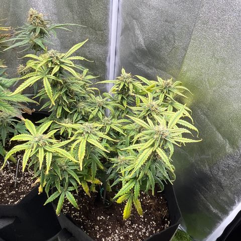 Tropical Zmoothie 🥭🥤 growlog timeline photo
